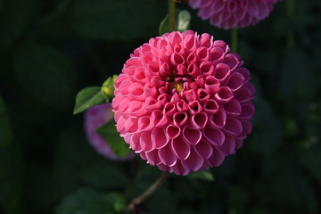 Pink Dahlia in the light