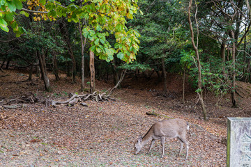 奈良公園のシカ