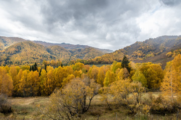 Fototapeta premium Autumn birch on the sky. Yellow leaves on a birch tree in an autumn forest. Autumn day in the woods in nature. 
