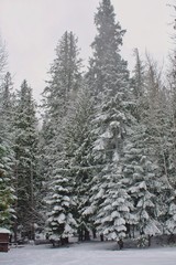 Fototapeta premium fresh snow in forest treesf