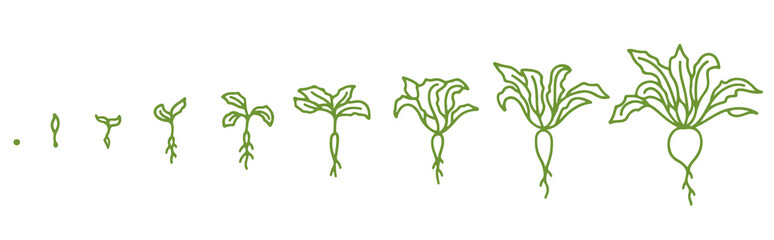 Beetroot, growth stages. Animation of the development process. Set of Beet agriculture. Hand drawn sketch.