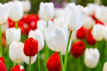 Select Focus White Tulips flower, beautifuly flower in garden plant, tulipa spring-blooming