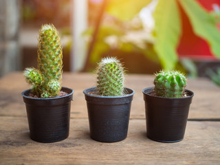 Cactus plant in flowerpot with blurred background, Houseplant Concept