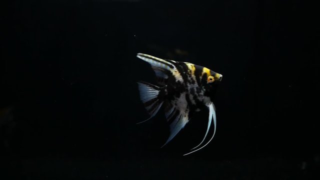 Angelfish swimming in tank with black background. The shape is rectangular. Flat body Have a small mouth The dorsal fin is high on the tail side. Dorsal fins long from the body.
