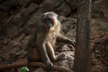 Stump-tailed macaques resting on the rock in forest, Thailand