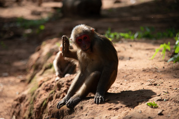 Stump-tailed macaque, Bear macaque / Macaca arctoides