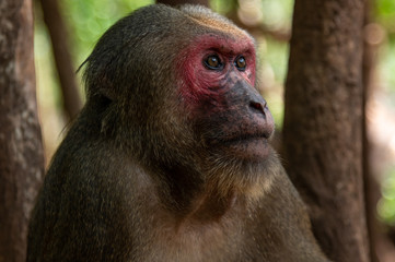 Stump-tailed macaque, Bear macaque (Macaca arctoides)