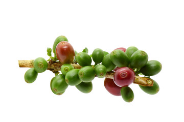 Coffee berry and leaves coffee on branch, White background.