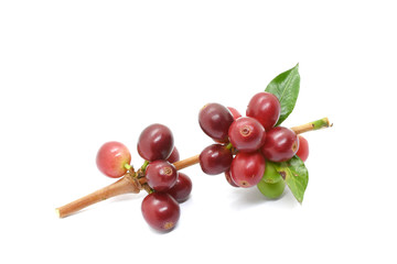Coffee berry and leaves coffee on branch, White background.