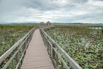 Bung Bua Wooden Bridge, The nature trail in lotus lake with limestone mountain scenery at Khao Sam Roi Yod national park, Prachuap Khiri Khan ProvinceThailand.