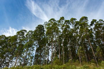 Obraz premium Eucalyptus Trees in Sri Lanka 