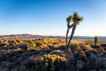 Joshua Tree on a mountain overlooking valley below with mountains in the background