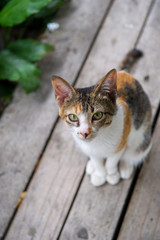 Obraz premium stray cat