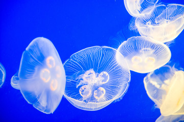 Obraz premium vancouver aquarium