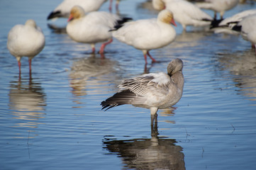 bird in water 3