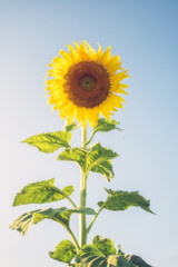 Obraz premium Sunflower natural background. Sunflower blooming.