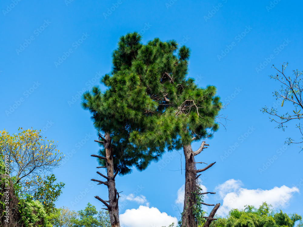 Wall mural two pine trees combined into one strange tree.