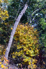 tree with fall leaves