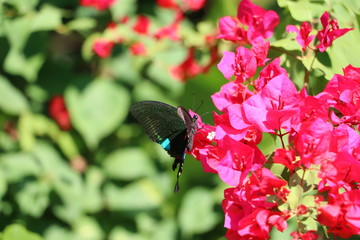 butterfly on flower