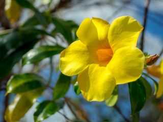 Yellow flower background. Allamanda cathartica or golden trumpet or yellow bell with green leaves.