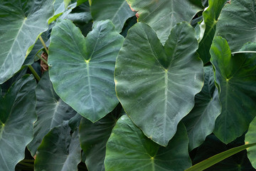 Ornamental big green leaves plants (Aglaonema).