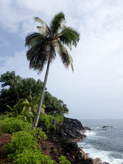 Fototapeta na wymiar Coconut tree hanging over the ocean water on coast