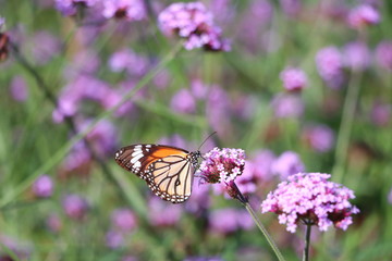 butterfly on flower