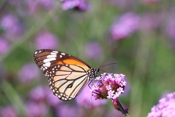 butterfly on flower