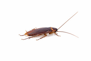 closeup cockroach isolated on a white background