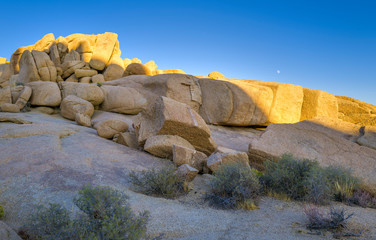 Joshua Tree