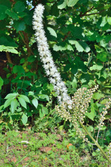 Blooming herb (Cimicifuga simplex) 1