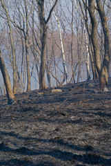 After forest fire 3