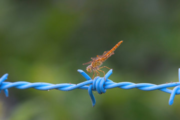 Dragonfly