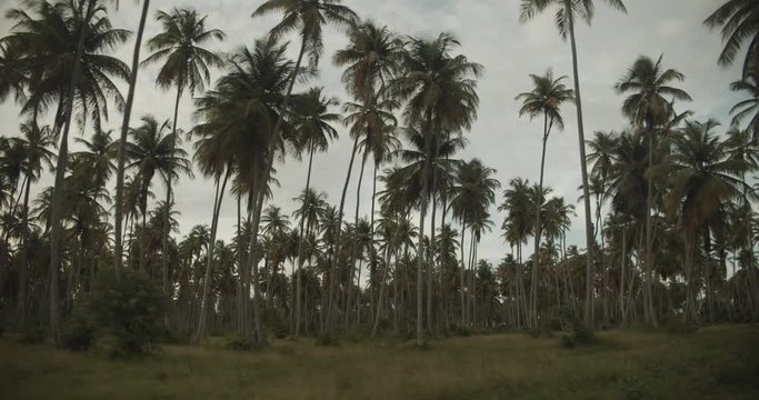Amazing coconut estate which produces fine coconut oil throughout the caribbean located in Trinidad and Tobago Icacos wetlands