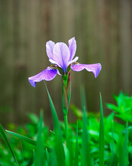 blue Iris flower in garden