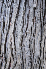 close up texture background of dry tree trunk surface with many vertical cracks