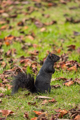 one cute black squirrel standing on brown fall leaves filled ground field searching for nuts