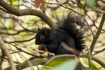 close up of a cute black squirrel sitting on the branch behind green leaves in the bush eating the nut on its hands