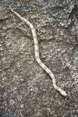 piton snake on the stone