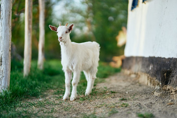 Fototapeta premium goat on green grass