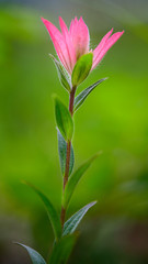 flower in the garden