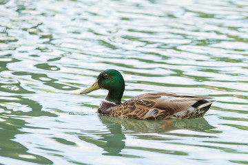 Mallard duck male drake swimming in water