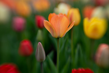 Fototapeta premium red tulips in the garden