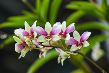 orchid flowers on green background