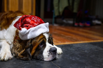 Saint Bernard dog laying on kitchen floor with Santa hat on head and funny look on face