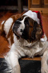 Saint Bernard dog laying on kitchen floor with Santa hat on head and looking up