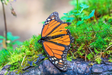 Mariposa sobre musgo en el bosque