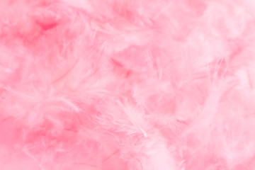 Beautiful abstract colorful orange white and pink feathers on white background and soft white purple feather texture on white pattern