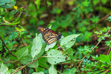 Mariposa posada en una hoja