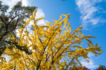 イチョウの木